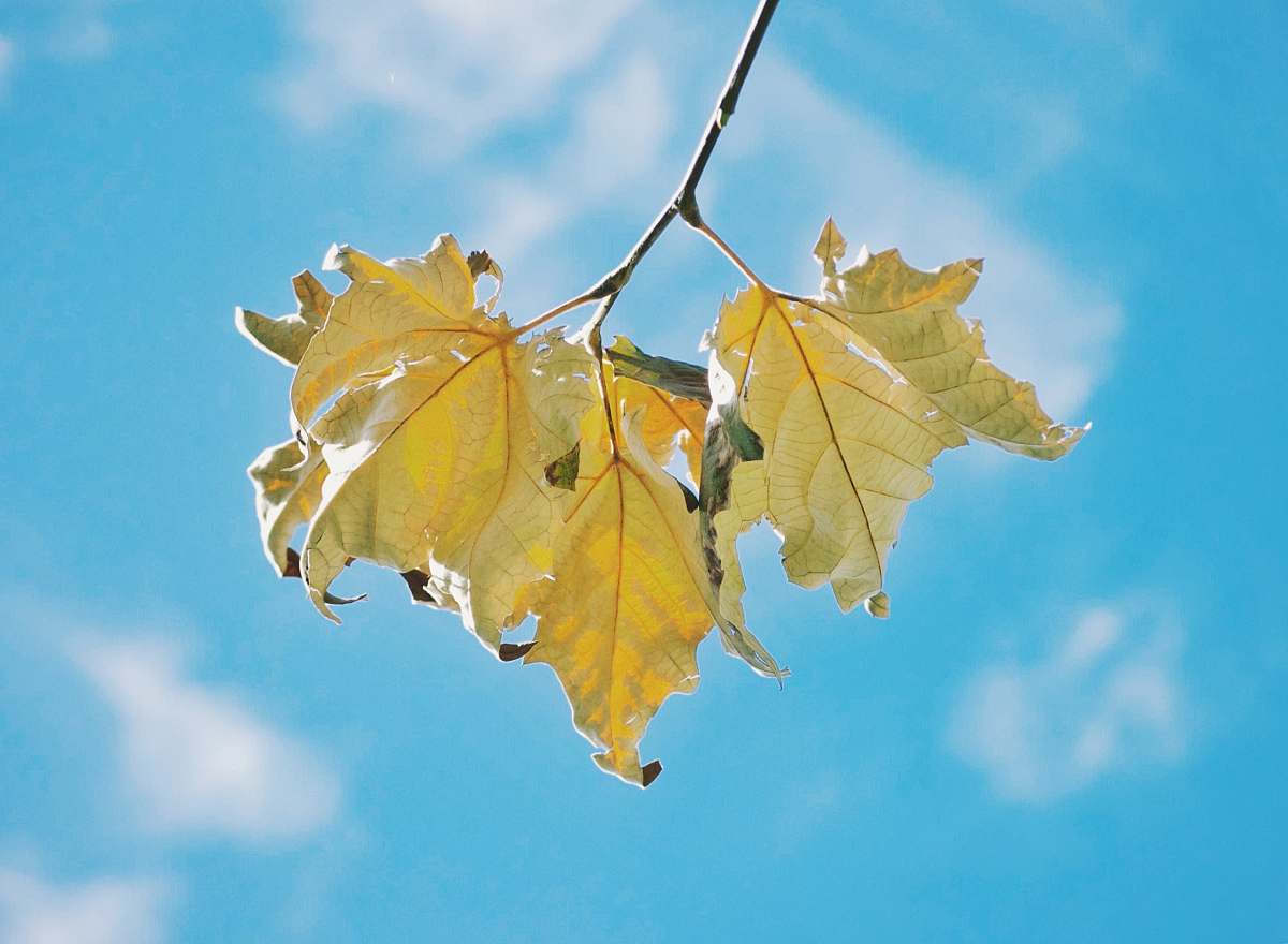 santa clarita beige leaves under sunny blue sky united states